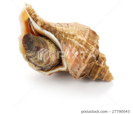 Crab shell Crab shell 27790043