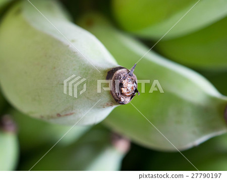 Young green bananas (Musa sapientum Linn.)  27790197