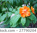 Red Orange wax rose flower (Pereskia bleo) 27790204