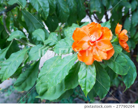 Red Orange wax rose flower (Pereskia bleo) 27790204