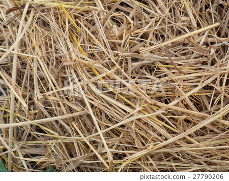 Dry yellow hay straw grass background 27790206