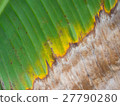 Yellow green dry banana leaf texture background 27790280