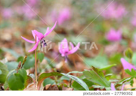 Katakuri開花 Katakuri開花 27790302