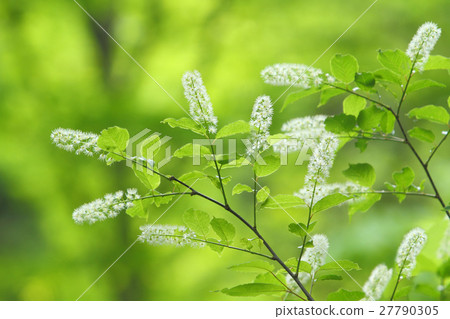 Uwamizuzakura 27790305