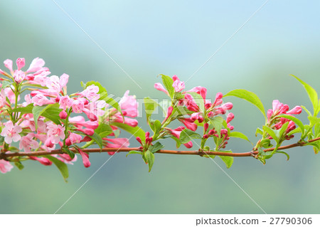 Taniotsugi blooms 27790306