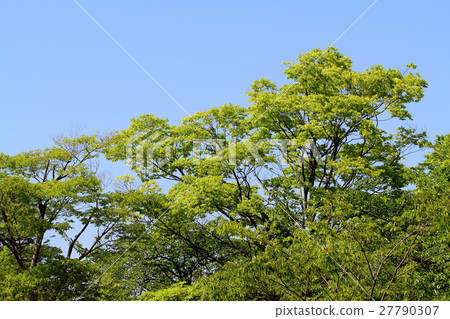 Fresh green and blue sky 27790307