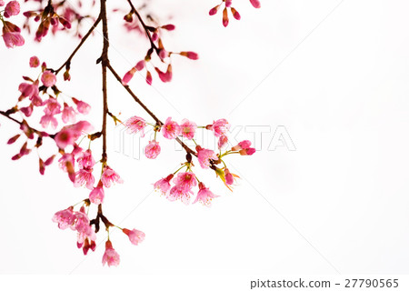 pink sakura flowers isolated on white 27790565