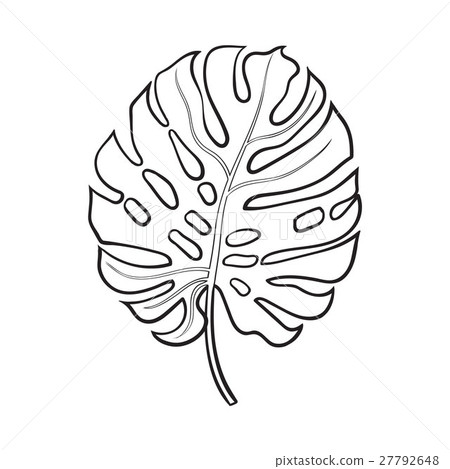 Full leaf of monstera palm tree, sketch vector 27792648