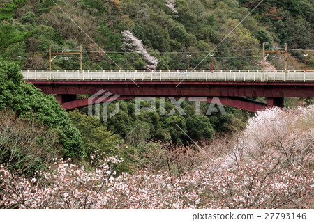 Kyoto Hozumi Station and cherry blossoms Kyoto Hozumi Station and cherry blossoms 27793146