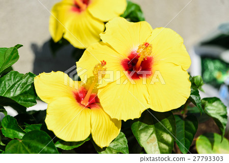 芙蓉園藝 芙蓉園藝 27793303