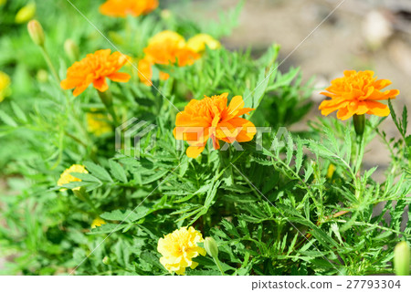 Mary gold flower gardening Mary gold flower gardening 27793304