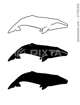 Silhouette of gray whale. Vector illustration 27793392