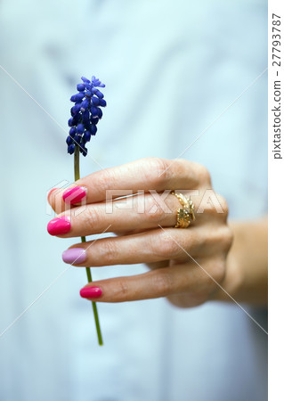 Hyacinthus Hyacinthus 27793787