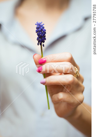 Hyacinthus 27793788