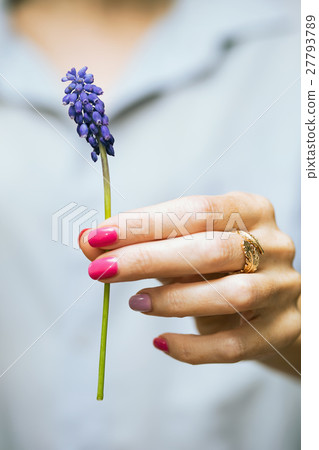Hyacinthus Hyacinthus 27793789
