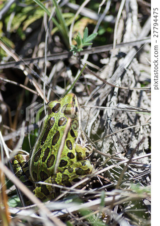 Small Leopard Frog sitting on the ground Small Leopard Frog sitting on the ground 27794475