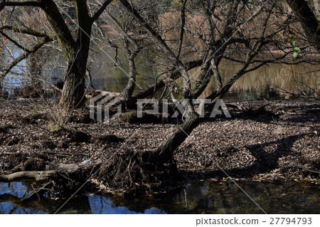 冬天露水池 27794793