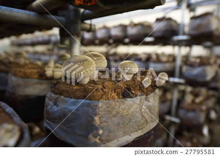 Shiitake mushroom 27795581