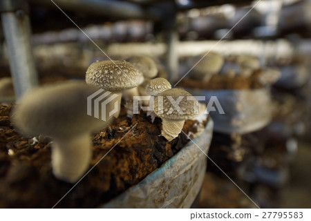 香菇 27795583
