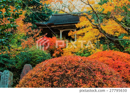 Autumn leaves of Natoya-ji Autumn leaves of Natoya-ji 27795630