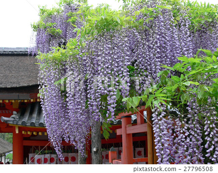 Kasuga Tao Shrine Wisteria 27796508