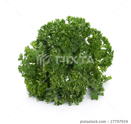 parsley isolated on a white background 27797939