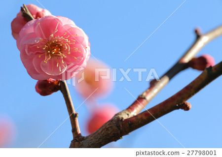 李子花藍天背景 李子花藍天背景 27798001