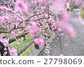 Plum blossoms in full bloom 27798069