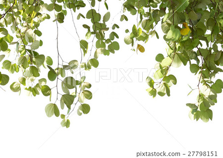 Green leaves of Bauhinia tree with sunlight Green leaves of Bauhinia tree with sunlight 27798151