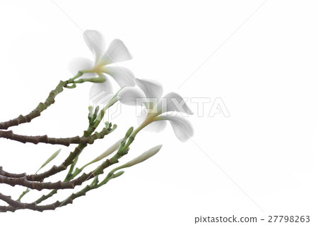 White Frangipani or Plumeria flower isolated 27798263