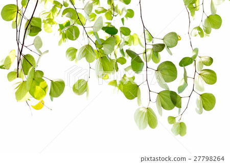 Green leaves of Bauhinia tree with sunlight Green leaves of Bauhinia tree with sunlight 27798264