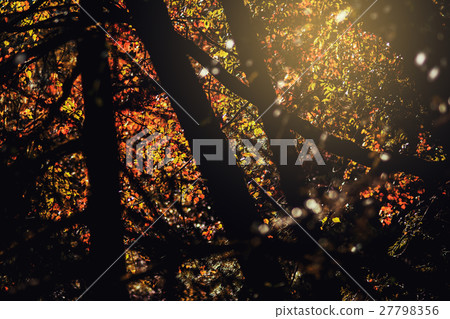 Autumn maple Autumn maple 27798356