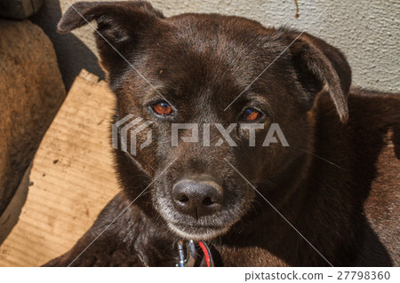Cute dog's face 27798360