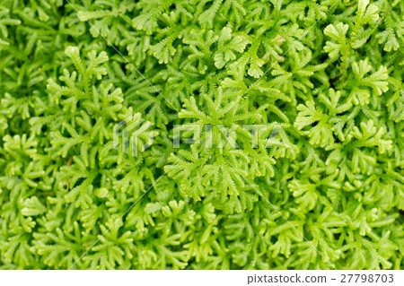 Background pattern texture of green fern Background pattern texture of green fern 27798703
