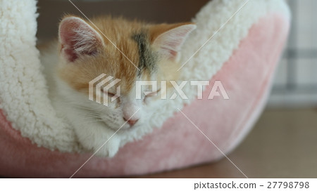 Sleeping kitten Sleeping kitten 27798798