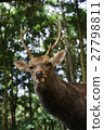 Deer Nara Park 27798811