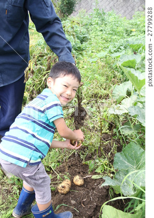馬鈴薯噴出 27799288