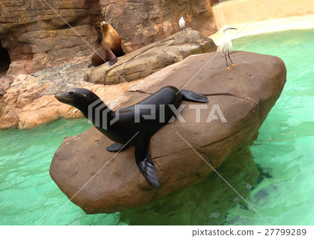 海洋生物美國聖地亞哥 海洋生物美國聖地亞哥 27799289