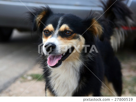 dog on the street dog on the street 27800519