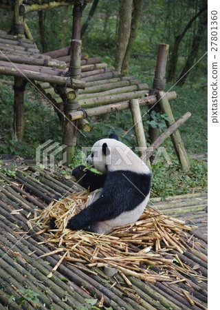 熊貓在吃飯 27801360