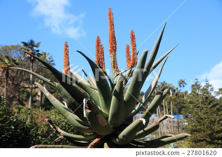 Subtropical Botanic Gardens Huh Kibbanasta - Fruts 27801620