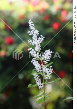 Subtropical Botanic Gardens Huh Kibbanasta - Fruts 27801622