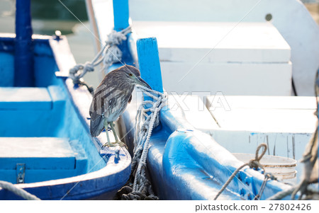 Night heron on a fishing boat 27802426