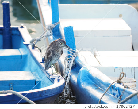 Night heron on a fishing boat 27802427