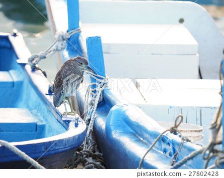 Night heron on a fishing boat 27802428
