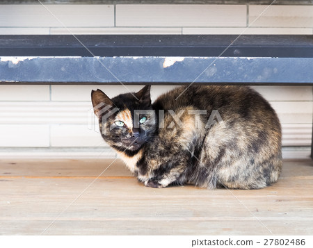 Cat on the street 27802486