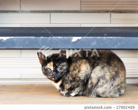 Cat on the street 27802489