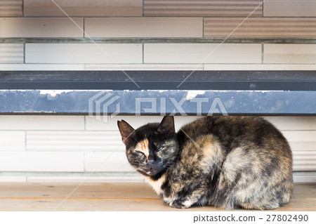 Cat on the street Cat on the street 27802490