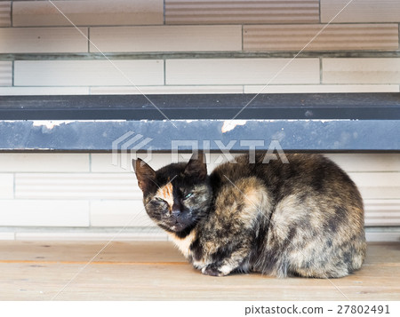 Cat on the street 27802491