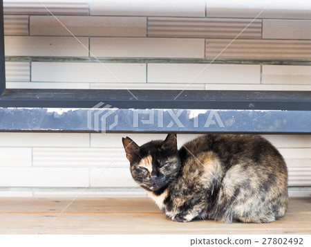Cat on the street Cat on the street 27802492